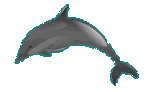 Picture - Dolphin