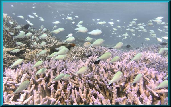 Green Pullerfish