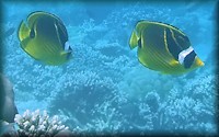 Dash and Dot Goatfish