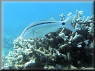 Dash and Dot Goatfish