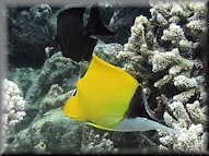 Long-nosed Butterflyfish