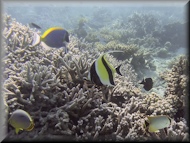 Moorish Idol