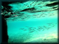 Keeltail Needlefish?