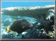 Triggerfish