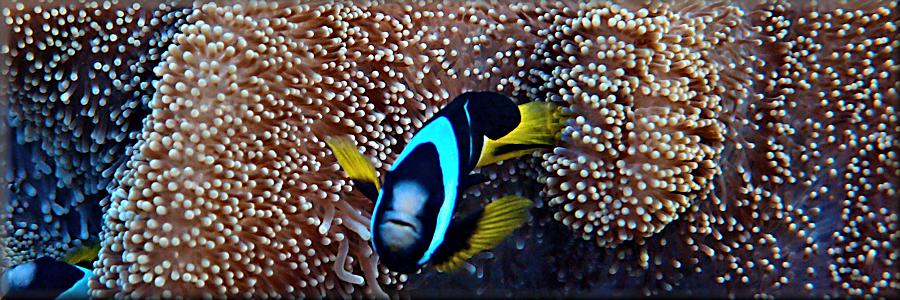 Clarks anemonefish