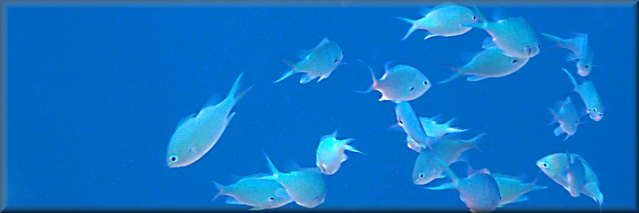 blue chromis