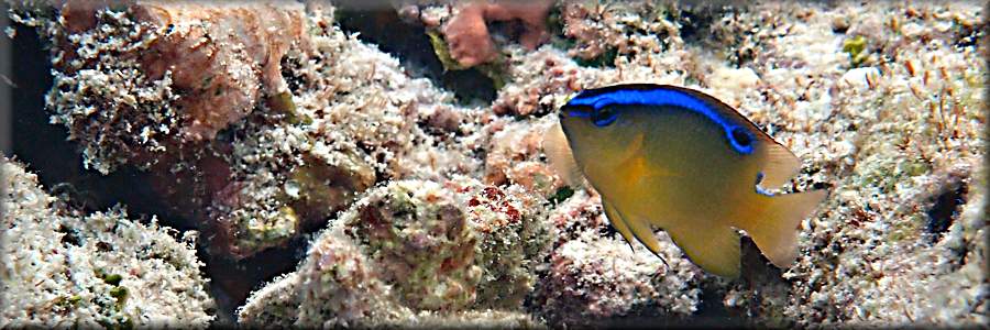 One-spot damselfish