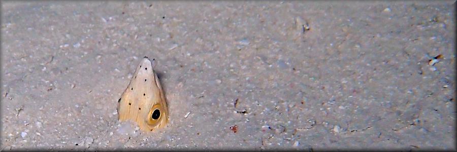 white spotted eel