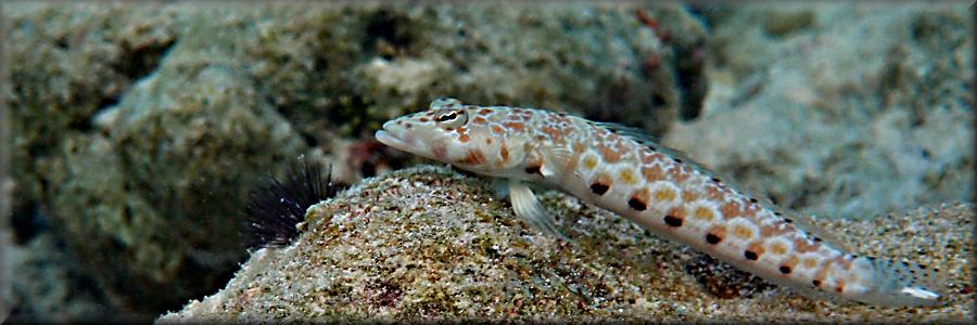 silty sand goby