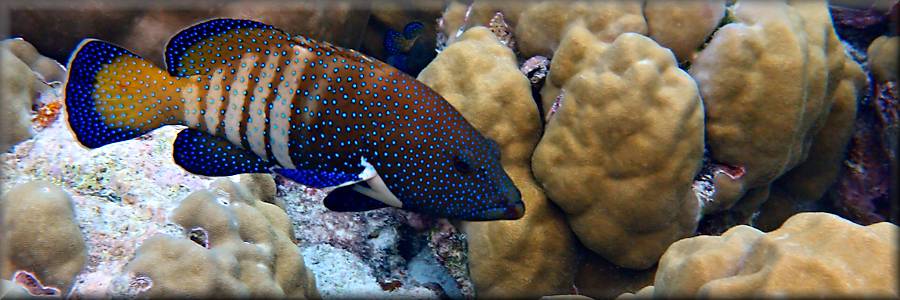 grouper_peacock_rock_cod