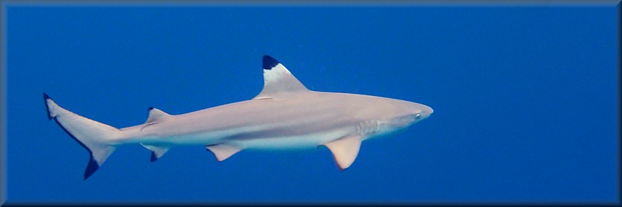 Black-tip reef shark