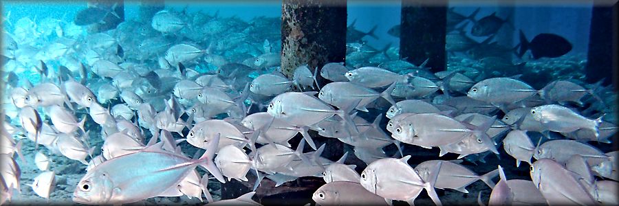 Big eyed trevally