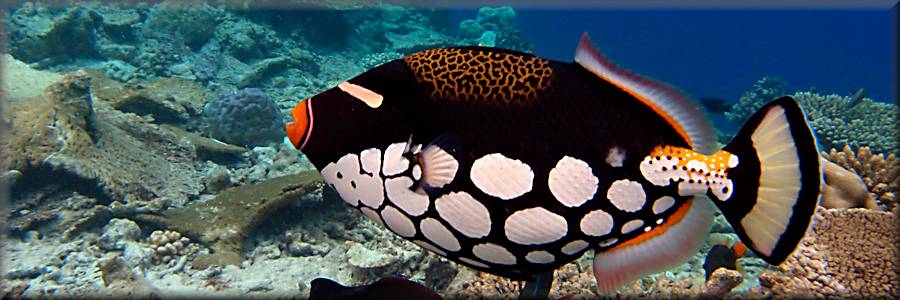 Clown triggerfish in Ellhaidoo