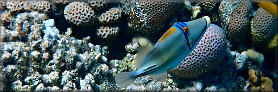 Picasso triggerfish