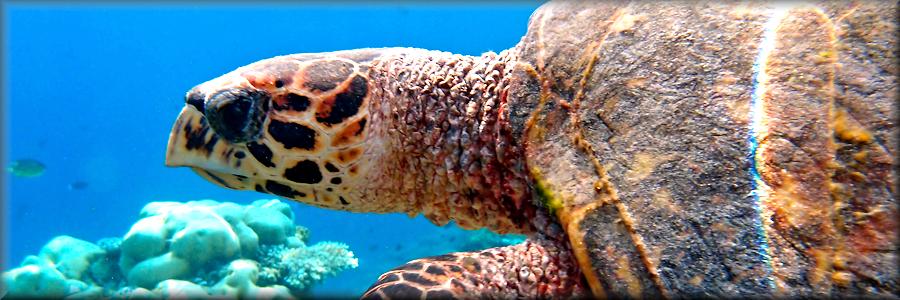 hawksbill turtle