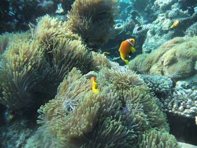 unedited photo of bannerfish from simple compact camera