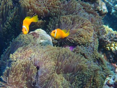 unedited photo of bannerfish from simple compact camera