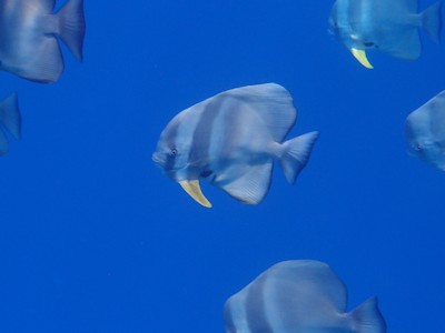 unedited photo of bannerfish from simple compact camera