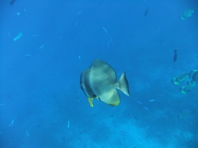 unedited photo of bannerfish from simple compact camera