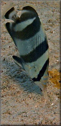 Banded butterflyfish feeding