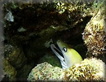 yellowhead moray eel at night