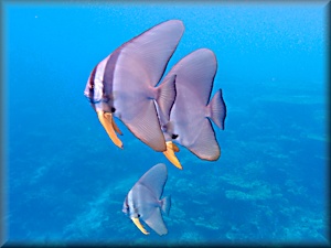 Tall-fin batfish