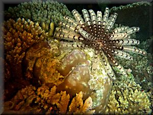 Feather star