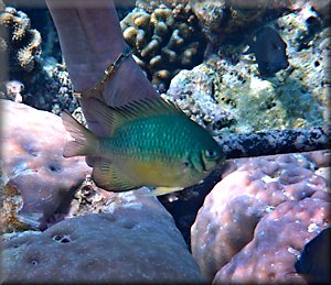 pugnacious chromis nibbling hand