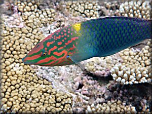 Checkerboard wrasse