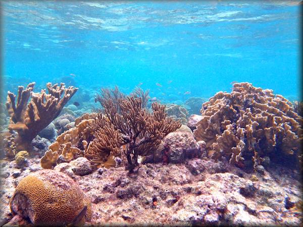 Soft corals, hard corals and feather stars