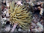 Giant anemone