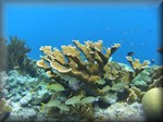 elkhorn coral