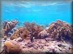 Klein Bonaire shallow-water seascape