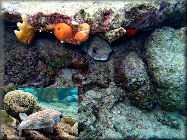 Yellow goatfish