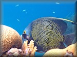 French angelfish