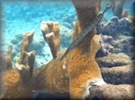 atlantic trumpetfish