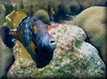 whitespotted filefish