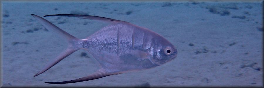 banner - Santa Cruz in Curacao