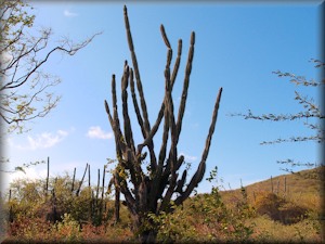 cactus near Playa Kenepa