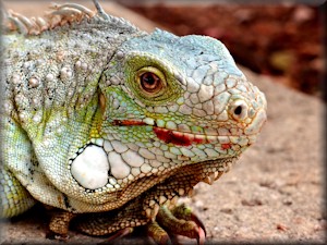 an iguana