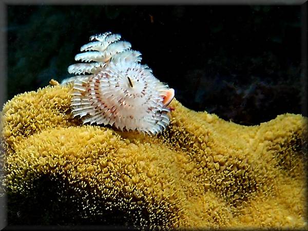 Soft corals, hard corals and feather stars