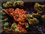 orange cup coral amongst sponges