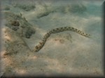 goldspotted snake eel