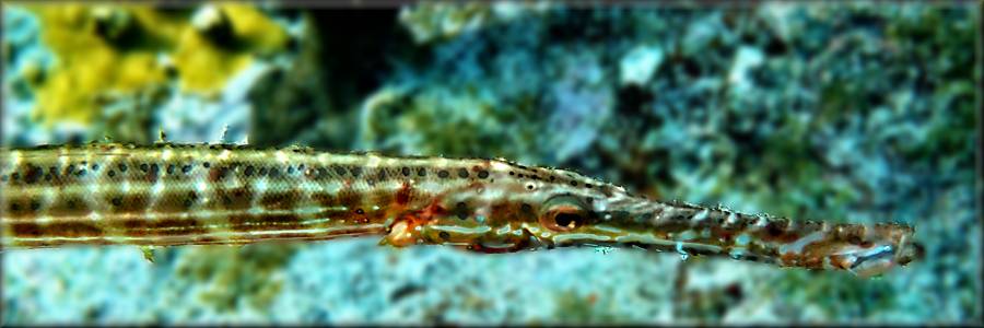 atlantic trumpetfish