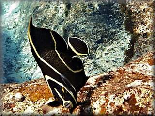 Juvenile French angelfish