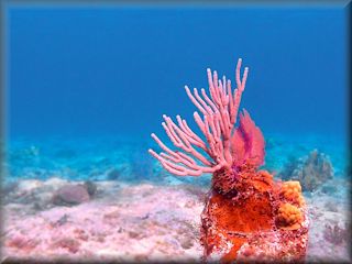 Pink coral at Cemetery Beach