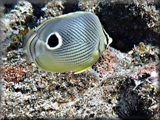 Foureye butterflyfish