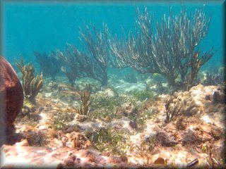 a row of porous sea rods like a row of shrubs