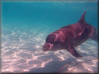 Stinky the Bottlenose dolphin