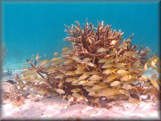 French grunts around a staghorn coral